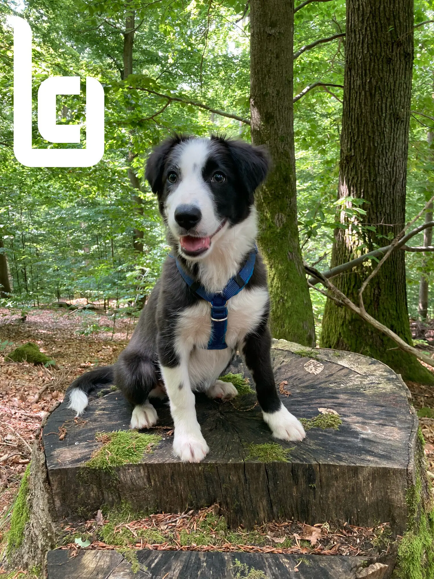 bliescons Feelgoodmanagerin / Border Collie Welpe auf einem Baumstumpf im Wald